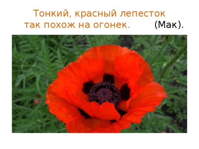Тонкий, красный лепесток  так похож на огонек. (Мак). 