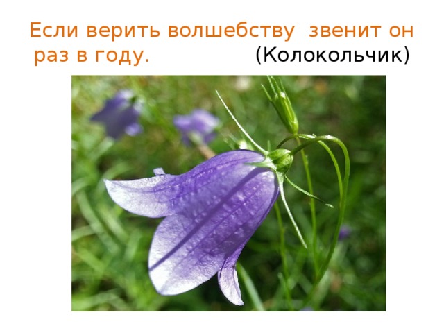 Если верить волшебству звенит он раз в году. (Колокольчик) 