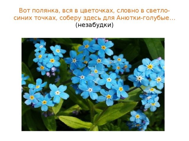 Вот полянка, вся в цветочках, словно в светло- синих точках, соберу здесь для Анютки-голубые… ( незабудки) 