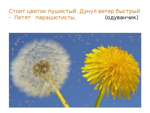 Стоит цветок пушистый. Дунул ветер быстрый - Летят парашютисты. (одуванчик) 