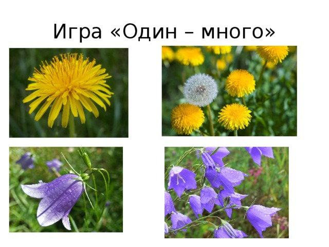 Игра «Один – много» 