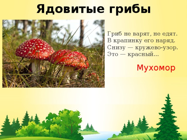 Ядовитые грибы Гриб не варят, не едят.  В крапинку его наряд.  Снизу — кружево-узор.  Это — красный… Мухомор 