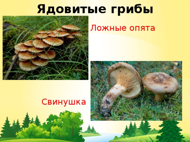 Ядовитые грибы Ложные опята Свинушка 
