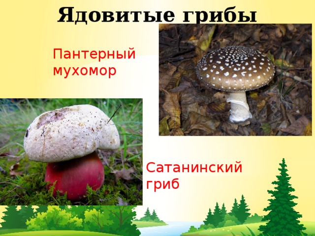 Ядовитые грибы Пантерный мухомор Сатанинский гриб 