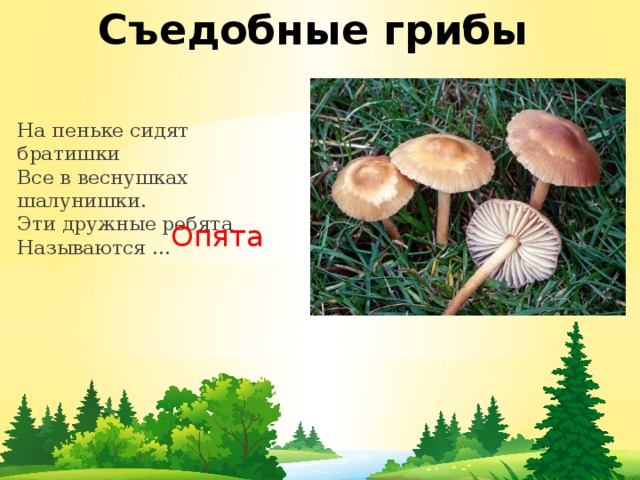 Съедобные грибы На пеньке сидят братишки  Все в веснушках шалунишки.  Эти дружные ребята  Называются …        Опята 