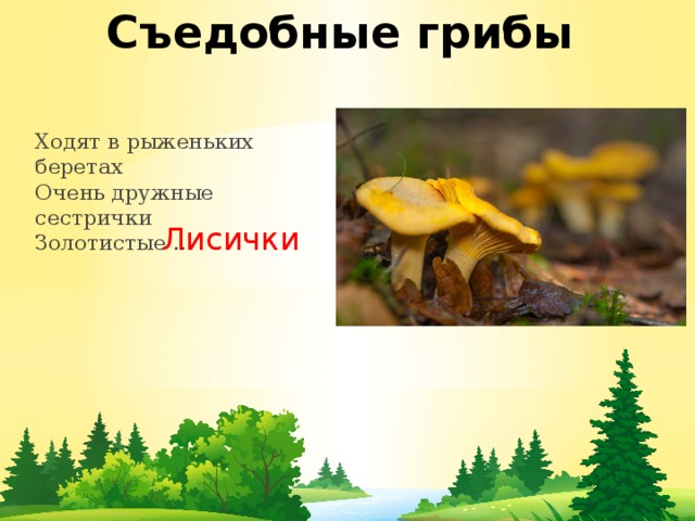 Съедобные грибы Ходят в рыженьких беретах  Очень дружные сестрички  Золотистые … Лисички 