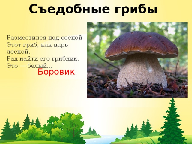 Съедобные грибы Разместился под сосной  Этот гриб, как царь лесной.  Рад найти его грибник.  Это — белый… Боровик 