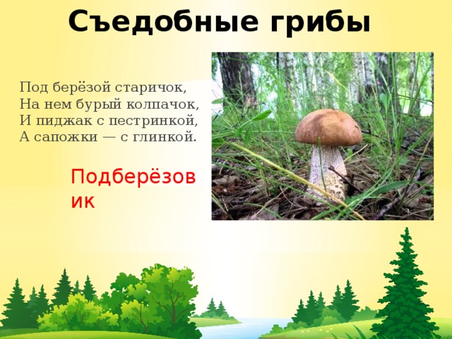Съедобные грибы Под берёзой старичок,  На нем бурый колпачок,  И пиджак с пестринкой,  А сапожки — с глинкой. Подберёзовик 
