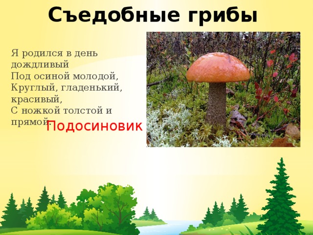 Съедобные грибы Я родился в день дождливый  Под осиной молодой,  Круглый, гладенький, красивый,  С ножкой толстой и прямой. Подосиновик 