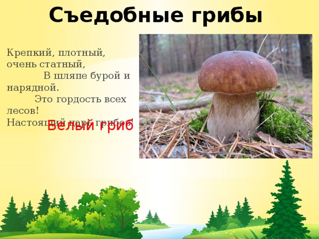 Съедобные грибы Крепкий, плотный, очень статный, В шляпе бурой и нарядной. Это гордость всех лесов! Настоящий царь грибов!    Белый гриб 