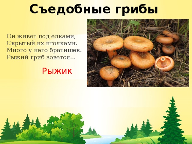 Съедобные грибы Он живет под елками,  Скрытый их иголками.  Много у него братишек.  Рыжий гриб зовется… Рыжик 