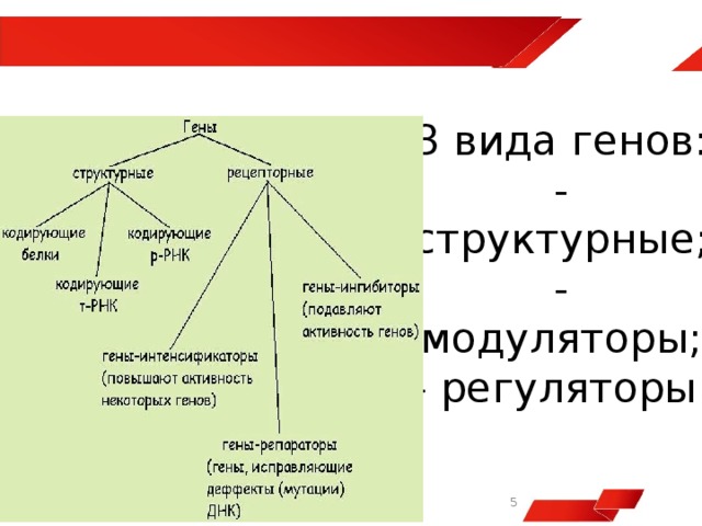 3 вида генов:  - структурные;  - модуляторы;  - регуляторы.     