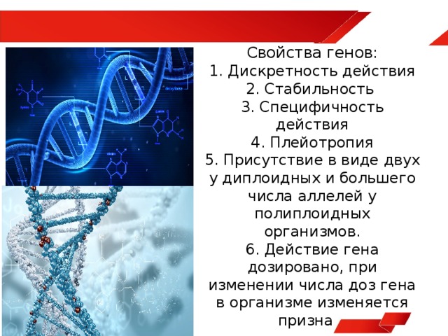 Свойства генов:  1. Дискретность действия  2. Стабильность  3. Специфичность действия  4. Плейотропия  5. Присутствие в виде двух у диплоидных и большего числа аллелей у полиплоидных организмов.  6. Действие гена дозировано, при изменении числа доз гена в организме изменяется признак.   