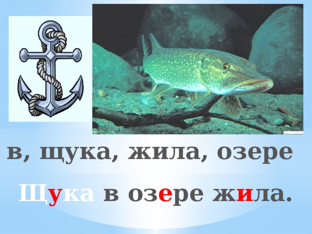 в, щука, жила, озере Щ у ка в оз е ре ж и ла. 