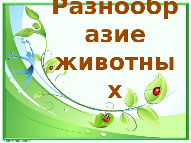 Разнообразие животных 