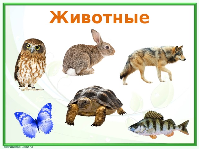 Животные 