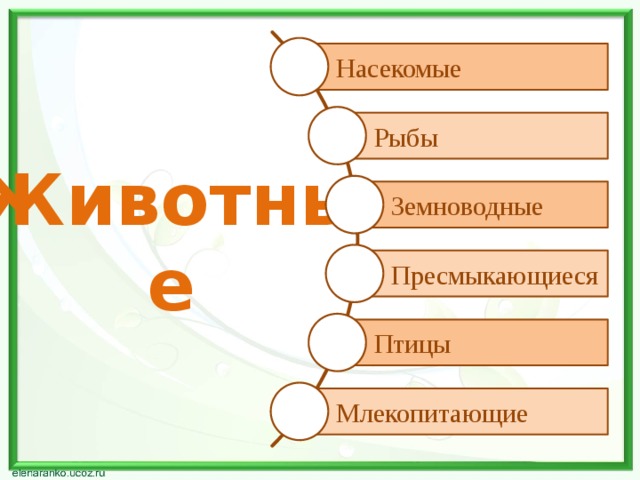 Насекомые Рыбы Земноводные Животные Пресмыкающиеся Птицы Млекопитающие 