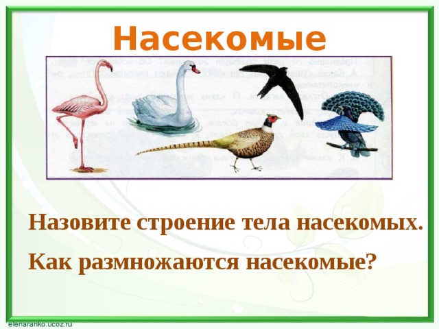 Насекомые Назовите строение тела насекомых. Как размножаются насекомые? 3 