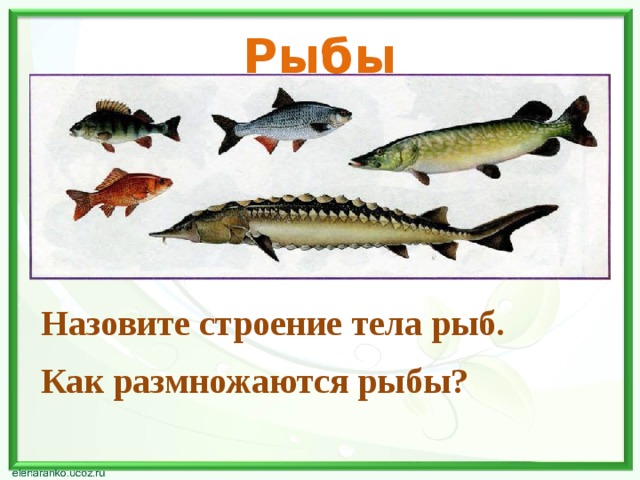 Рыбы Назовите строение тела рыб. Как размножаются рыбы? 