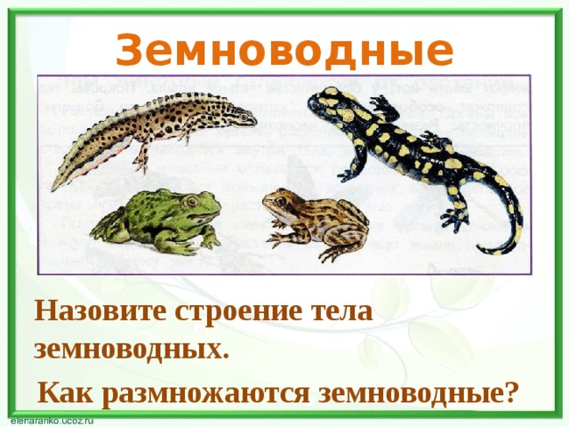 Земноводные Назовите строение тела земноводных. Как размножаются земноводные? 