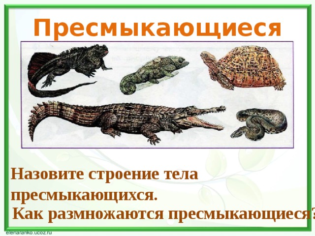 Пресмыкающиеся Назовите строение тела пресмыкающихся. Как размножаются пресмыкающиеся? 