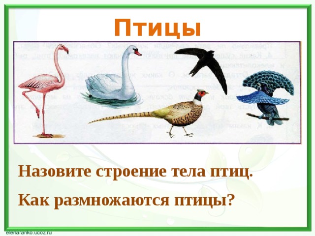 Птицы Назовите строение тела птиц. Как размножаются птицы? 