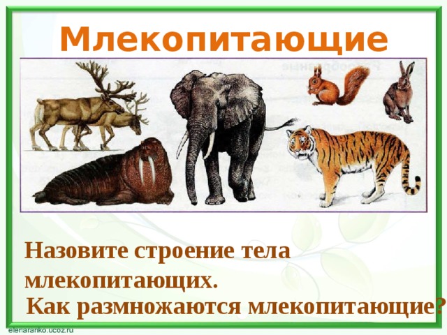 Млекопитающие Назовите строение тела млекопитающих. Как размножаются млекопитающие? 