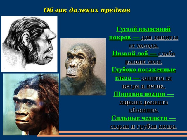 Облик далеких предков Густой волосяной покров — для защиты от холода. Низкий лоб — слабо развит мозг. Глубоко посаженные глаза — защита от ветра и веток. Широкие ноздри — хорошо развито обоняние. Сильные челюсти — сырая и грубая пища. 