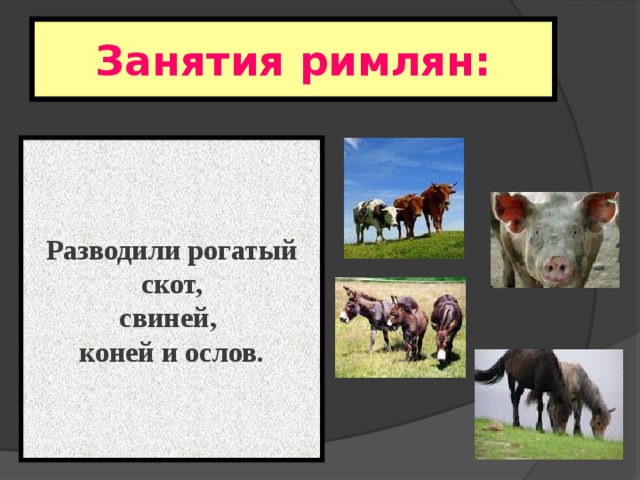 Занятия римлян: Разводили рогатый  скот, свиней, коней и ослов. 