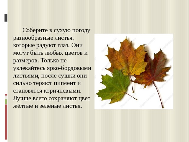  Соберите в сухую погоду разнообразные листья, которые радуют глаз. Они могут быть любых цветов и размеров. Только не увлекайтесь ярко-бордовыми листьями, после сушки они сильно теряют пигмент и становятся коричневыми. Лучше всего сохраняют цвет жёлтые и зелёные листья. 