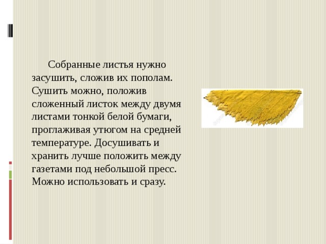  Собранные листья нужно засушить, сложив их пополам. Сушить можно, положив сложенный листок между двумя листами тонкой белой бумаги, проглаживая утюгом на средней температуре. Досушивать и хранить лучше положить между газетами под небольшой пресс. Можно использовать и сразу. 