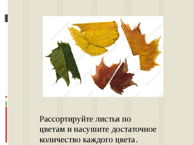 Рассортируйте листья по цветам и насушите достаточное количество каждого цвета . 