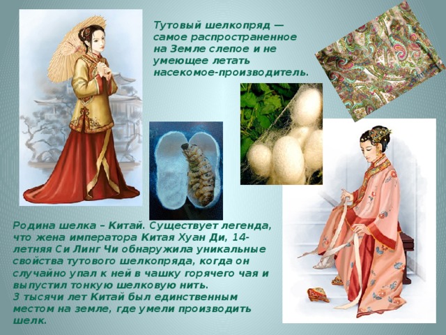Тутовый шелкопряд — самое распространенное на Земле слепое и не умеющее летать насекомое-производитель. Родина шелка – Китай. Существует легенда, что жена императора Китая Хуан Ди, 14-летняя Си Линг Чи обнаружила уникальные свойства тутового шелкопряда, когда он случайно упал к ней в чашку горячего чая и выпустил тонкую шелковую нить.  3 тысячи лет Китай был единственным местом на земле, где умели производить шелк. 