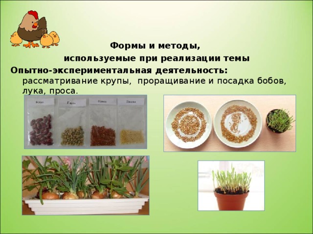 Формы и методы, используемые при реализации темы Опытно-экспериментальная деятельность: рассматривание крупы, проращивание и посадка бобов, лука, проса. 