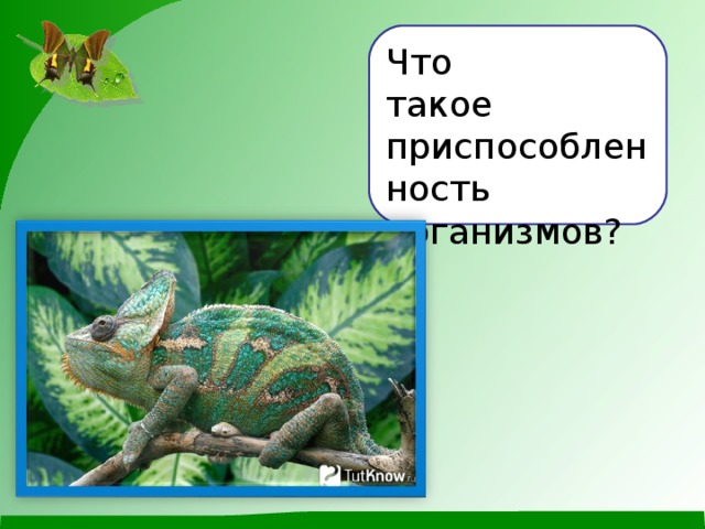 Что такое приспособленность организмов?
