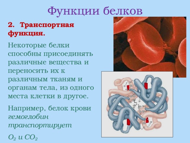 Функции белков  2. Транспортная функция.  Некоторые белки способны присоединять различные вещества и переносить их к различным тканям и органам тела, из одного места клетки в другое.  Например, белок крови гемоглобин транспортирует  О 2 и СО 2 