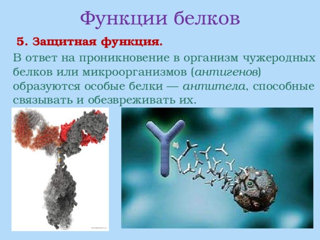 Функции белков   5. Защитная функция.  В ответ на проникновение в организм чужеродных белков или микроорганизмов ( антигенов ) образуются особые белки — антитела , способные связывать и обезвреживать их. 