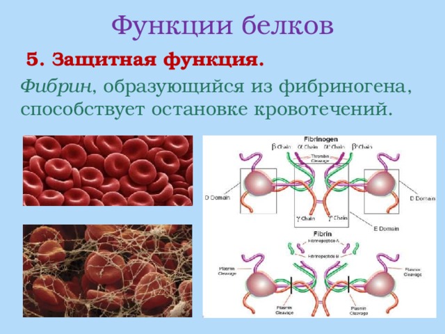 Функции белков   5. Защитная функция.  Фибрин , образующийся из фибриногена, способствует остановке кровотечений. 