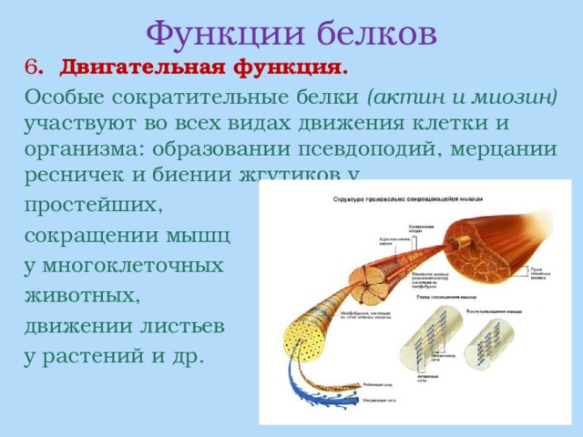 Функции белков  6 . Двигательная функция.  Особые сократительные белки (актин и миозин) участвуют во всех видах движения клетки и организма: образовании псевдоподий, мерцании ресничек и биении жгутиков у  простейших,  сокращении мышц  у многоклеточных  животных,  движении листьев  у растений и др. 