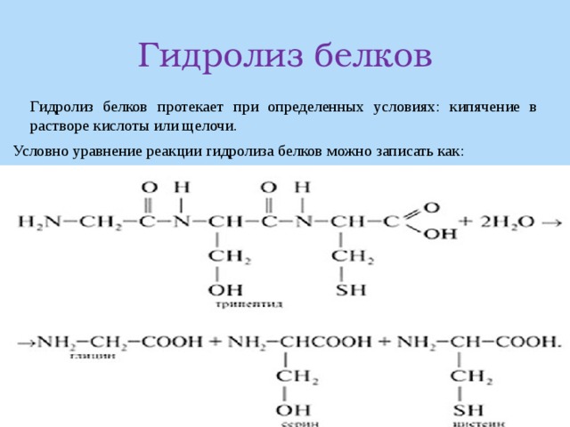 Гидролиз белков Гидролиз белков протекает при определенных условиях: кипячение в растворе кислоты или щелочи. Условно уравнение реакции гидролиза белков можно записать как: 