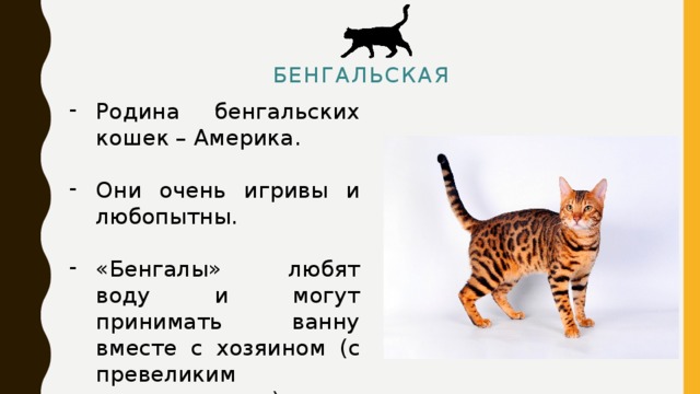 бенгальская   Родина бенгальских кошек – Америка. Они очень игривы и любопытны. «Бенгалы» любят воду и могут принимать ванну вместе с хозяином (с превеликим удовольствием). 