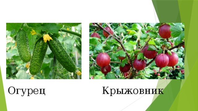 Огурец Крыжовник 