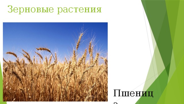 Зерновые растения Пшеница 