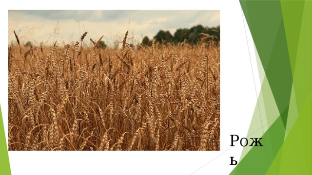 Рожь 