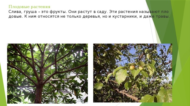 Плодовые растения  Слива, груша – это фрук­ты. Они рас­тут в саду. Эти рас­те­ния на­зы­ва­ют пло­до­вые. К ним от­но­сят­ся не толь­ко де­ре­вья, но и ку­стар­ни­ки, и даже травы. 