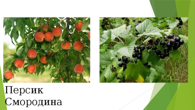 Персик Смородина 