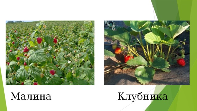 Малина Клубника 