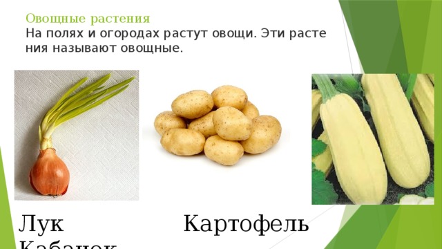 Овощные растения  На полях и ого­ро­дах рас­тут овощи. Эти рас­те­ния на­зы­ва­ют овощ­ные. Лук Картофель Кабачок 