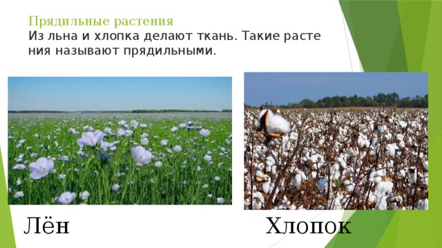 Прядильные растения  Из льна и хлоп­ка де­ла­ют ткань. Такие рас­те­ния на­зы­ва­ют пря­диль­ны­ми. Лён Хлопок 