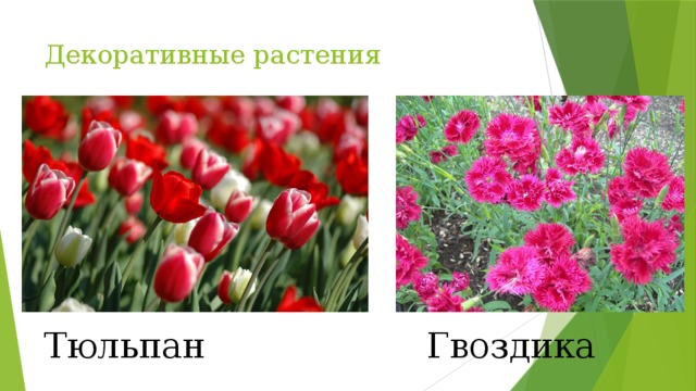 Декоративные растения Тюльпан Гвоздика 